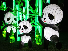 Calgary Zoo's ILLUMINASIA Lantern and Garden Festival has teamed up with ZOOLIGHTS this year to create a Festival of Lights.