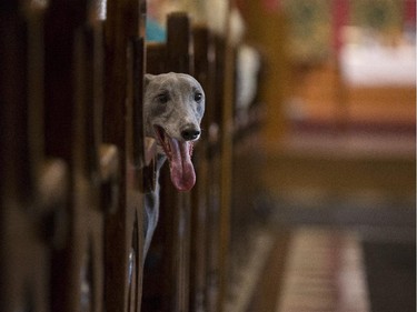 A Greyhound dog pokes its head out from between pews at The Blessing of the Animals Mass at the Cathedral Church of the Redeemerin Calgary, on October 10, 2015.