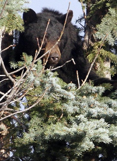 The black bear was tranquilized before being removed from the tree.