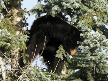 The bear likely entered Calgary through one of the city's wild areas that serve as wildlife corridors.