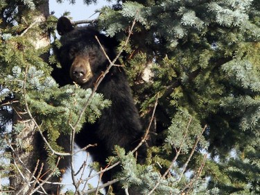 A bear peers out of the boughs of a spruce tree  Tuesday morning in the southwest neighbourhood of Woodlands.