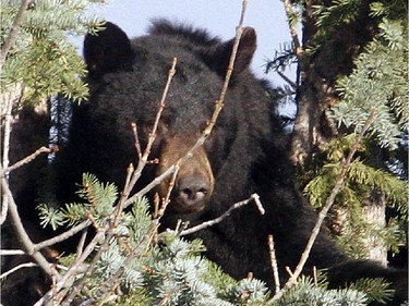 A bear peers out of the boughs of a spruce tree  Tuesday morning.