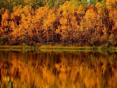 The fall colours on the leaves reflect in a pond outside the city on September 27, 2015.