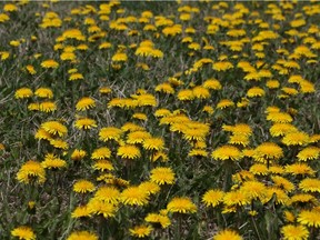 Reader says the money spent on dandelion control could be put to much better uses.