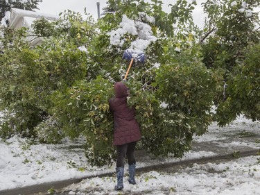 Karri Quan uses a shovel to knock heavy snow off the trees of her elderly neighbours on her block in Calgary.