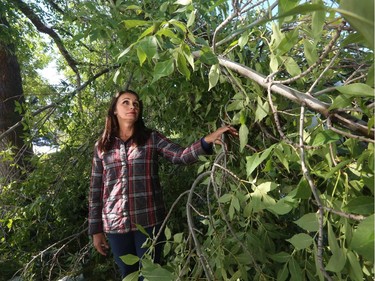 Louise Castonguay mourns the loss of her trees after a large snow dump in early September caused havoc.