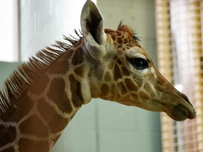 This baby giraffe was born Oct. 22, 2015 at the Calgary Zoo.