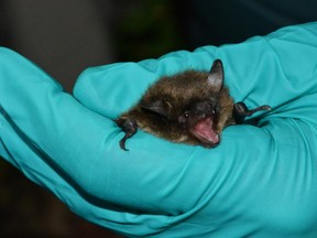 Researchers with Parks Canada have been researching bats due to concerns about white-nose syndrome.