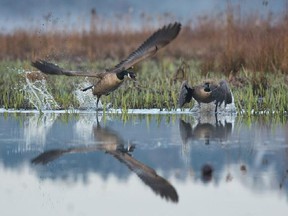 Goose Attack, a photo by Pincher Creek's Josiah Launstein, is a finalist in the Wildlife Photographer of the Year Competition in the 10 Years and Under category. Photo: Josiah Launstein