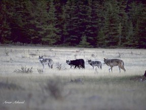 A new five-member wolf pack has been hunting around the Banff townsite for the past few months.