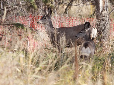 A pair of deer have already taken up residence as the final houses in Wallaceville are come down. The area will transform into anatural area that will hold  a lot of water as part of the Town's flood mitigation plans.