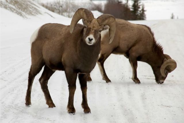 Jasper Mountain Sheep