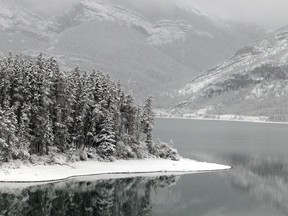 A stand of pines is shrouded in early season snow on Barrier Lake in Kananaskis Country in September 2014.