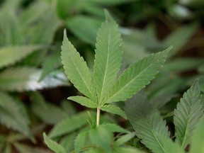 Medical marijuana clone plants are shown at a medical marijuana dispensary in Oakland, California, Feb.1, 2013.