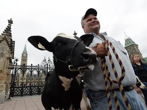 Dairy farmer Robbie Beck of Shawville, Que., holds onto a cow as he takes part in a protest in Ottawa against the Trans-Pacific Partnership.