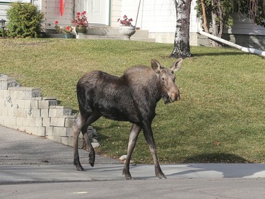 Photographer Kyle Clapham says the moose was minding its own business on a front lawn before being frightened away.