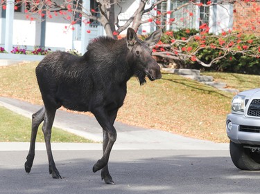 The moose loose in Oakridge.