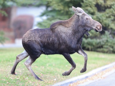 The startled moose makes his move this morning in Oakridge.
