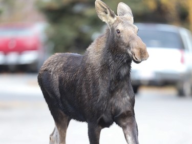 A moose on the loose in Oakridge today in Calgary.