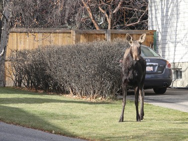 Oakridge is bordered by wilderness, so wildlife sightings aren't uncommon.