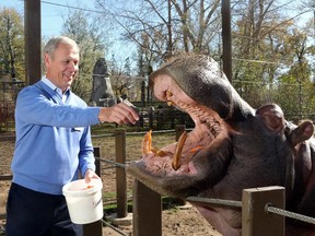 Greg Royer, the new chief operating officer at the Calgary Zoo, feeds Sparky the hippo on Oct. 8, 2015.