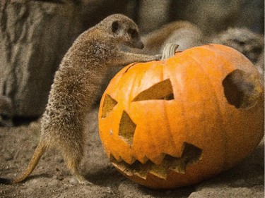 Aryn Toombs/Calgary Herald CALGARY, AB -- October 31, 2015 -- A meerkat attempts to pry open the top of a pumpkin full of crickets at the Calgary Zoo in Calgary on Saturday, Oct. 31, 2015. (Aryn Toombs/Calgary Herald) (For City story by Clara Ho) 00069768A SLUG: 1031 Zoo pumpkin feast - Zoo