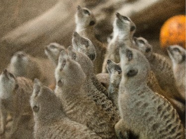Aryn Toombs/Calgary Herald CALGARY, AB -- October 31, 2015 -- Meerkats await a handful of seeds from their keeper during a pumpkin feast at the Calgary Zoo in Calgary on Saturday, Oct. 31, 2015. (Aryn Toombs/Calgary Herald) (For City story by Clara Ho) 00069768A SLUG: 1031 Zoo pumpkin feast - Zoo