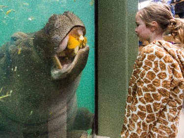 Aryn Toombs/Calgary Herald CALGARY, AB -- October 31, 2015 -- Olivia Tracy, 5, watches  one of the zoo's two hippos chow down on a pumpkin feast at the Calgary Zoo in Calgary on Saturday, Oct. 31, 2015. (Aryn Toombs/Calgary Herald) (For City story by Clara Ho) 00069768A SLUG: 1031 Zoo pumpkin feast - Zoo