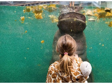 Olivia Tracy, 5, watches  one of the zoo's two hippos chow down on a pumpkin feast at the Calgary Zoo in Calgary on Saturday, Oct. 31, 2015.