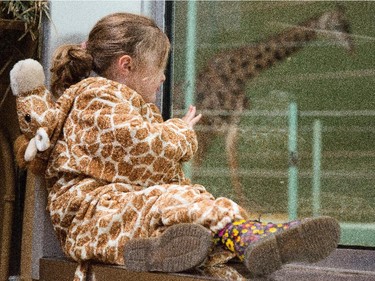 Aryn Toombs/Calgary Herald CALGARY, AB -- October 31, 2015 -- Olivia Tracy, 5,  watches giraffes through the window of the hippo enclosure at the Calgary Zoo in Calgary on Saturday, Oct. 31, 2015. (Aryn Toombs/Calgary Herald) (For City story by Clara Ho) 00069768A SLUG: 1031 Zoo pumpkin feast - Zoo