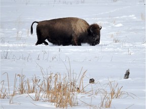 A bison walks through the deep snow in Elk Island National Park, east of Edmonton, in February 2012. Bison from the park will be relocated to Banff National Park in the winter of 2017.