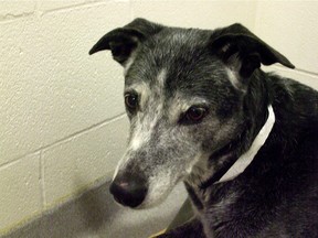 Senior dogs, like this 10-year-old greyhound, are being rescued by a local group and re-homed when their senior owners can't keep them.