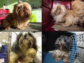 The Alberta SPCA released these images of some of the 41 animals seized from a southern Alberta breeder.