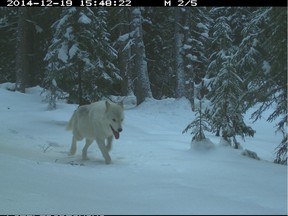 A white-coloured wolf caught on one of the remote cameras in Banff National Park.