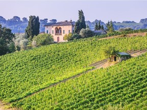 A vineyard near Montalcino, Tuscany, Italy.