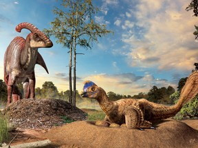 Reconstruction of dinosaurs nesting. A duckbill dinosaur in the background with its eggs in a buried in a covered nest for incubation, and an oviraptorid dinosaur in the foreground incubating its eggs in an open nest.
