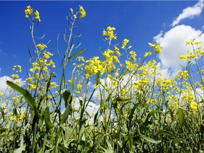 British professor Ken Atkinson noted how an open range “gives native flora and fauna some chance of survival” and that the “understanding between ranchers and conservationists has improved enormously.”