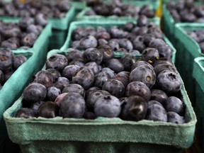 In this July 30, 2014 photo, blueberries sit in cartons on display at the Wishing Stone Farm stand at a farmers market, in Providence, R.I. Across New England, the number of farms has grown by 5 percent since 2007, contrary to the national trend. Farmers and industry experts say the popularity of the "buy local" food movement here has helped create a market for new, small farms.