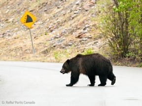No. 136, known as Split Lip, is one of several large male grizzly bears in Banff National Park.
