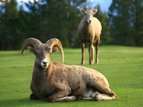 Bighorn Sheep are a common sight at the Radium Springs Golf Course