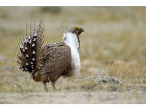 A male sage grouse in a breeding display area, also known as a lek, in Montana.