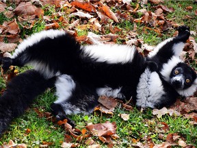 Ruffed lemurs like this one will reside in the Calgary Zoo's new exhibit, which deserves funding approval.