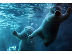 Polar bears at Journey to Churchill Exhibition, Assiniboine Park, Winnipeg Zoo. Photo courtesy Jordan Thompson.