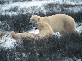 FILE PHOTO: Churchill, MN., offer trips to see polar bears.