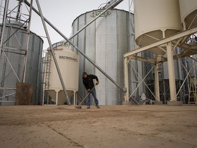 Dan Kalisvaart, supervisor at Kalco grain farm, sweeps up spilled grain near Gibbons on Nov. 17, 2015.
