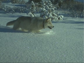 A collared wolf is caught on a remote camera making its way through deep snow in 2014.