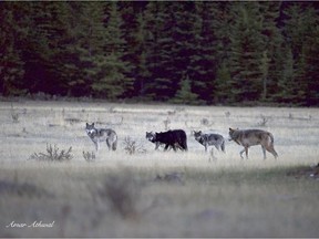 The Bow Valley wolf pack was photographed around the Banff townsite in 2015.