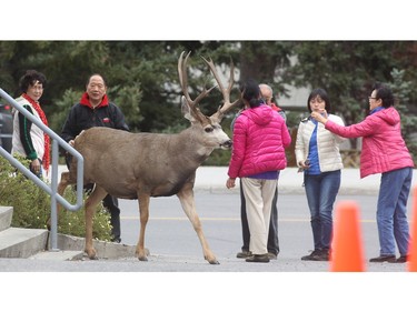 A group of tourists jockey for position as a mule deer  turns heads on Spray Avenue outside the Silver Dragon Chnese Cuisine restaurant in Banff Friday September 18, 2015.