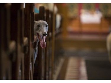 A Greyhound dog pokes its head out from between pews at The Blessing of the Animals Mass at the Cathedral Church of the Redeemerin Calgary, on October 10, 2015.