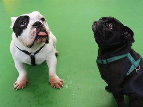 Ducati and Gertie were two of the animals seized during animal cruelty investigations in 2015 by the Calgary Humane Society.